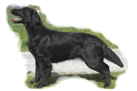 Unladylike de la Source d'Edesse | Flat-Coated Retriever 