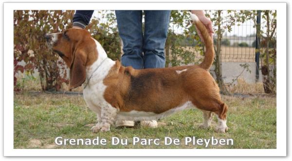 Grenade du parc de pleyben | Basset Hound 