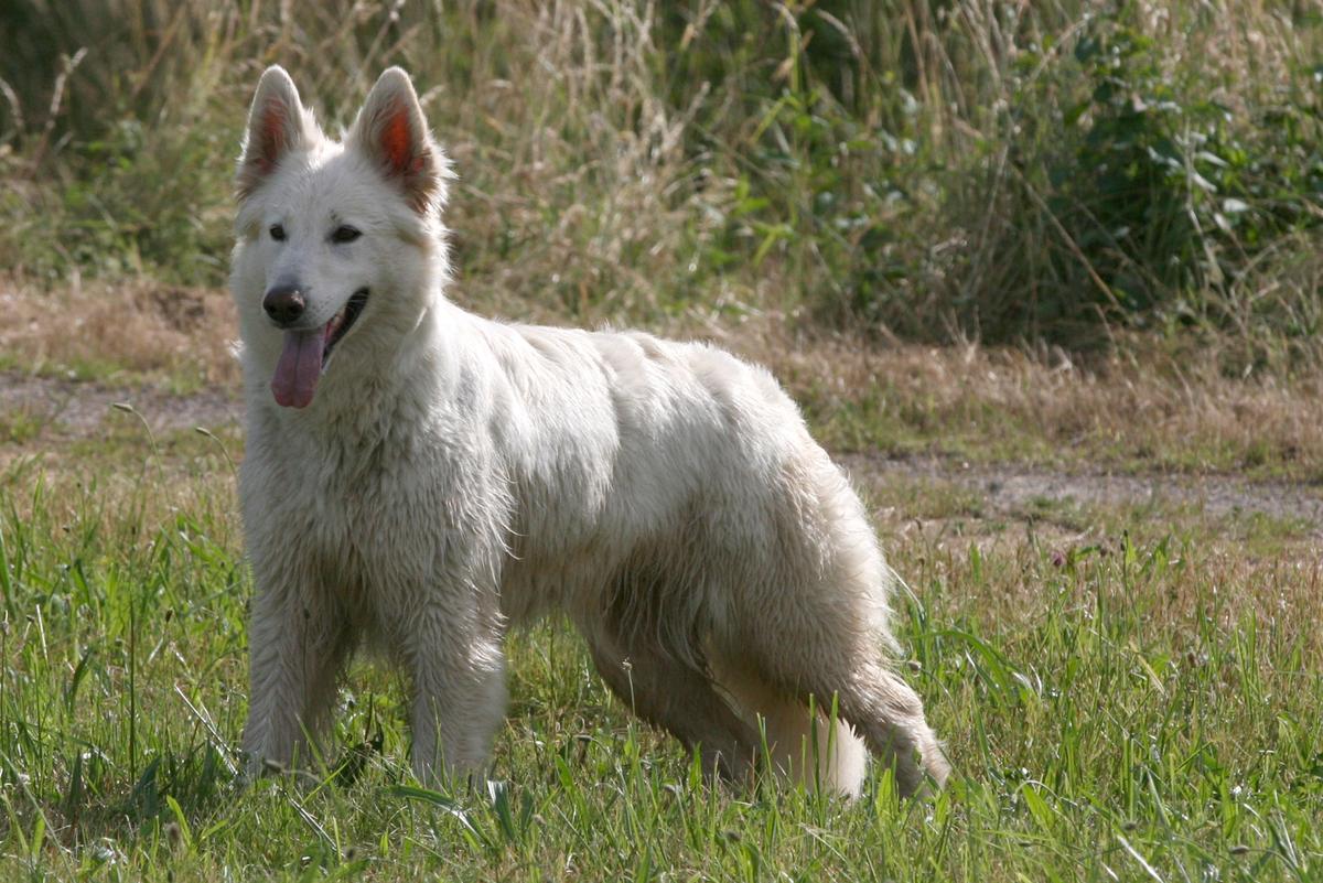 Holly of White Friends | White Swiss Shepherd Dog 