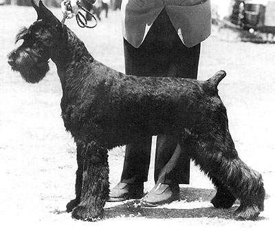 Skansen's An American in Paris | Giant Schnauzer 