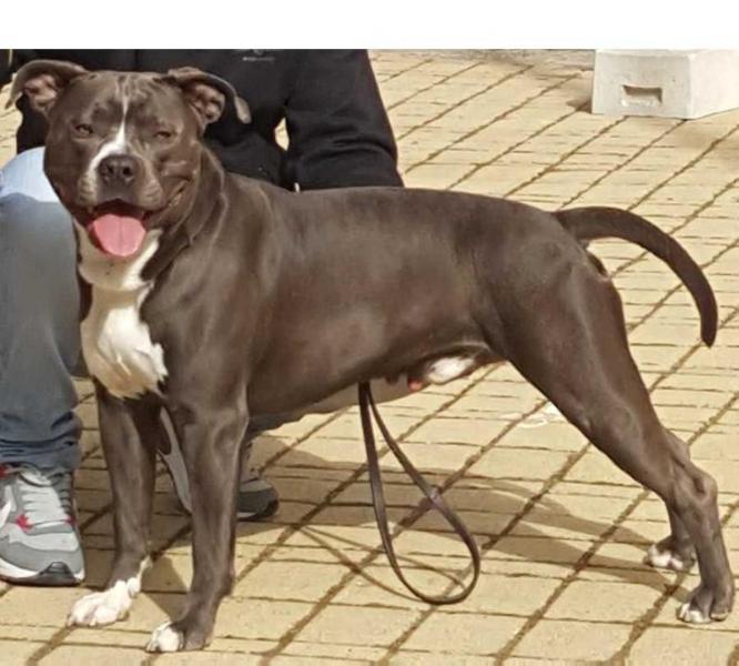 Bluesaki | American Staffordshire Terrier 