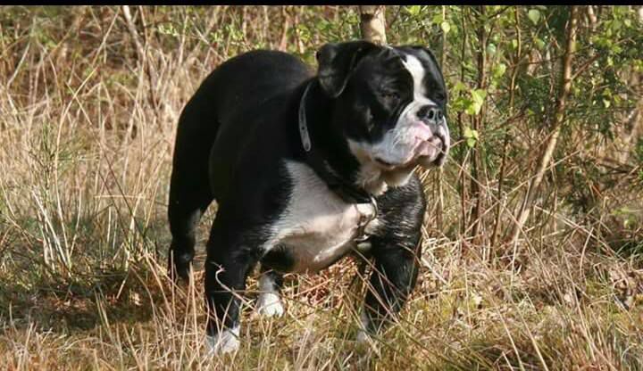 Heavyweight Kennel Black Shadow | Olde English Bulldogge 