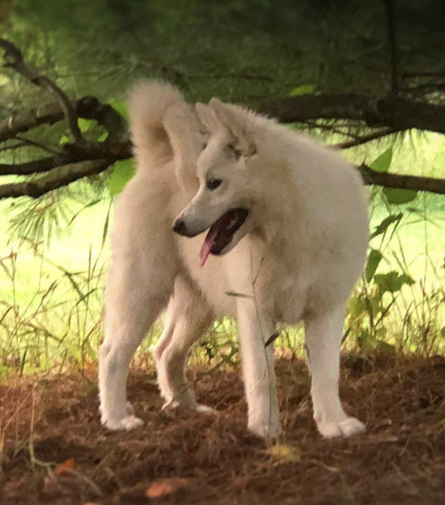 Thrymheim's Snorra Edda | Icelandic Sheepdog 