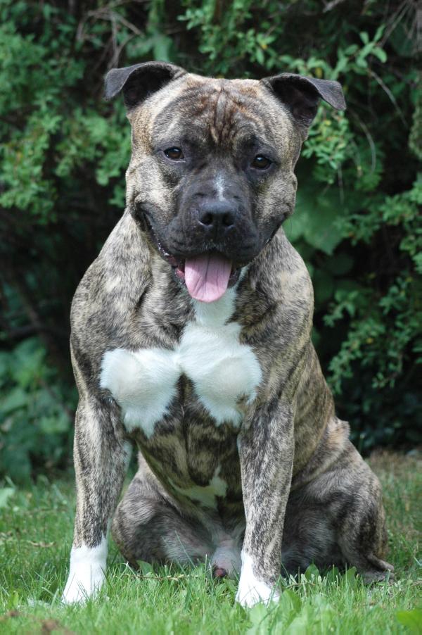 Goldroad´s freddie mercury | American Staffordshire Terrier 