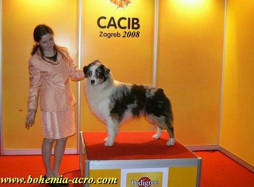 Prosto Chudo Knick-Knack Acro Alke | Australian Shepherd 