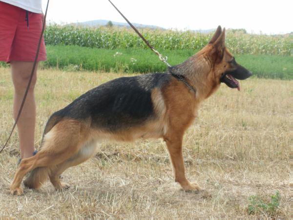 Radtavi amalia | German Shepherd Dog 