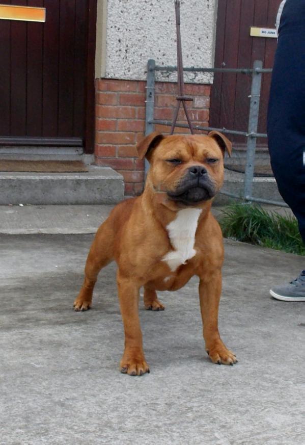 Suirstaff Red Alert | Staffordshire Bull Terrier 