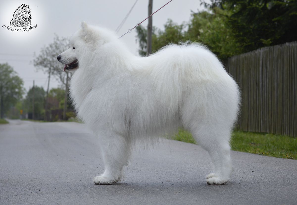 CAMI OF ICE QUEEN Magia Syberii | Samoyed 