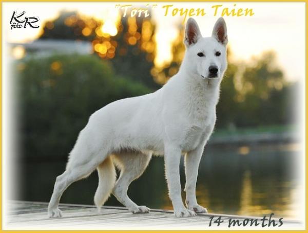 Toyen Taien | White Swiss Shepherd Dog 