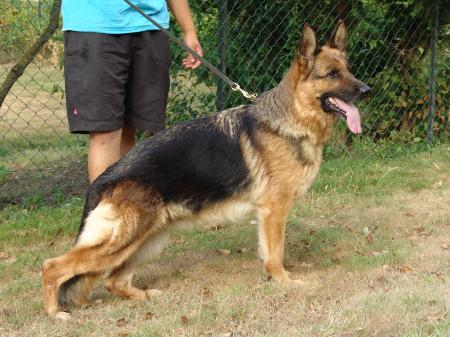 Leyda von der Urbecke | German Shepherd Dog 