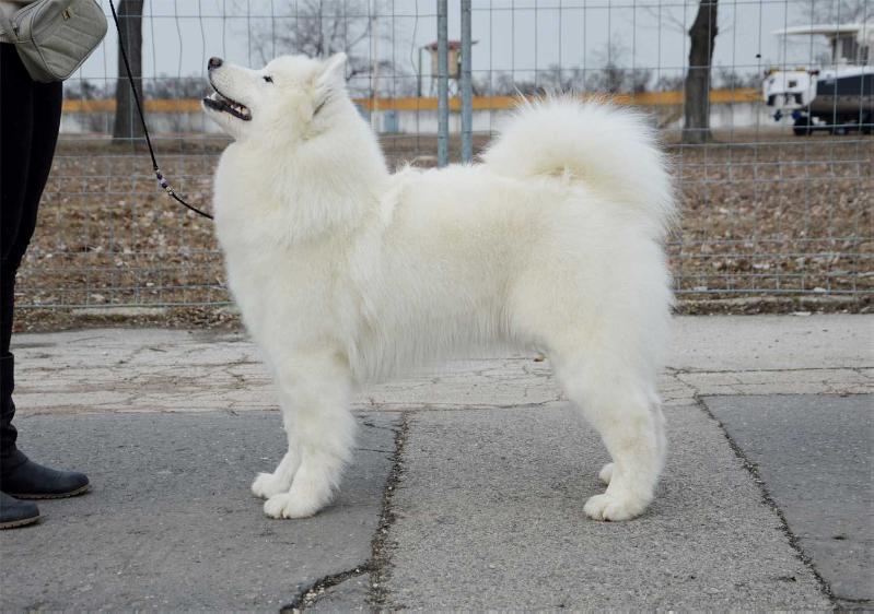 Snowy Sabaka And I Remember | Samoyed 