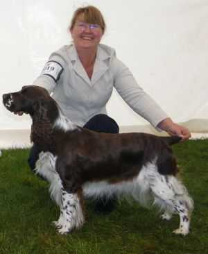 Peasblossom Butterfly At Beresford | English Springer Spaniel 