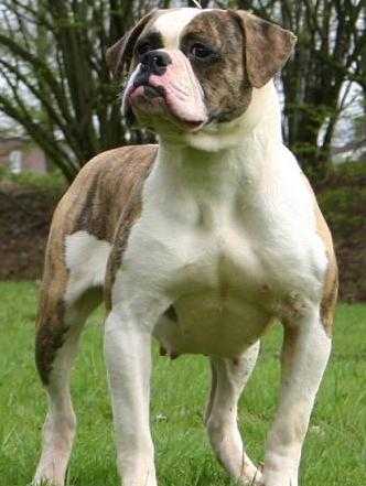 Big Time's Missy of Clayton | Olde English Bulldogge 