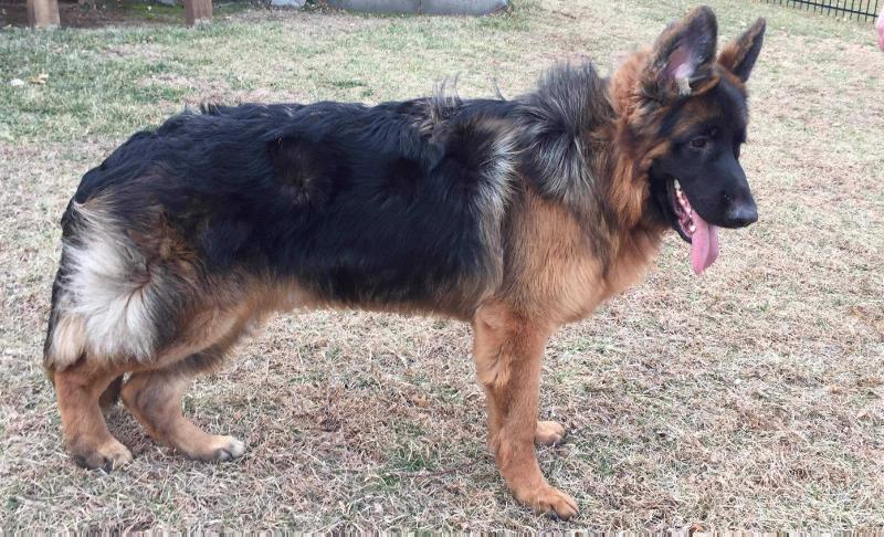 Ritschy vom Klostermoor | German Shepherd Dog 