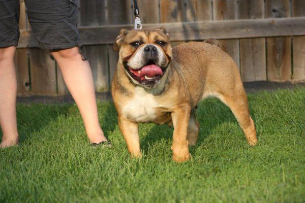 Freed's Zoey | Olde English Bulldogge 