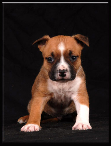 Easy' de la maison d este | American Staffordshire Terrier 