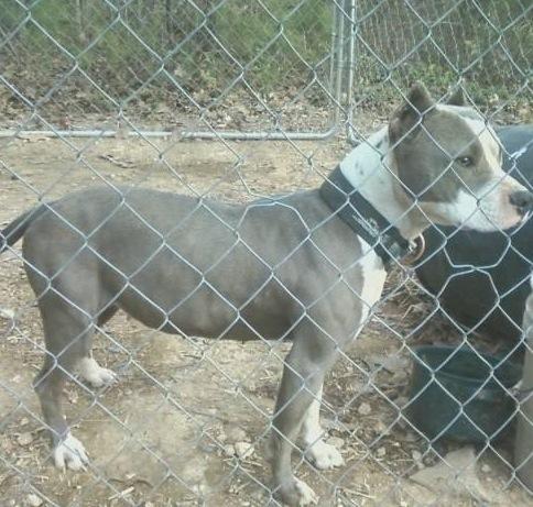 Vestal's Shy Cheyenne | American Pit Bull Terrier 