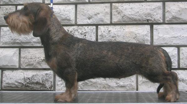 Vanni's Epifania Ermione N/D | Dachshund 
