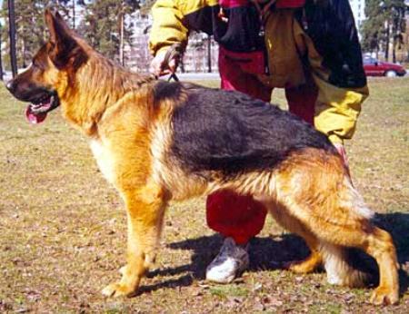 Aslan Dlha Roven | German Shepherd Dog 