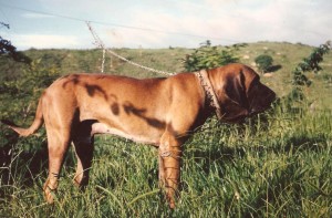 Paguagu do caramona | Fila Brasileiro 