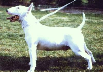 curraneye nowangus | Bull Terrier 