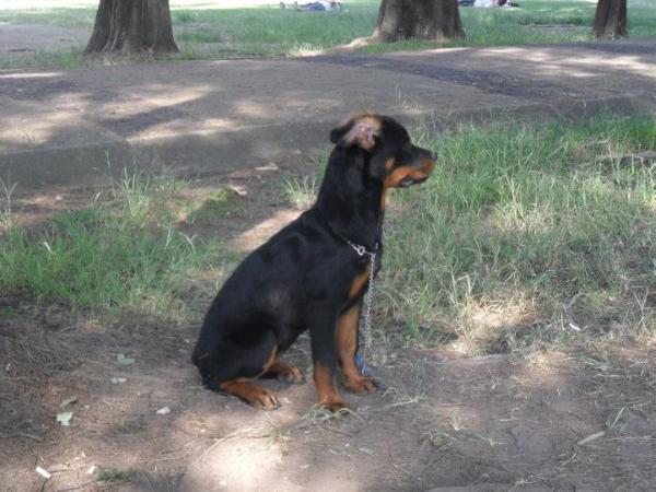 samara orozco | Rottweiler 