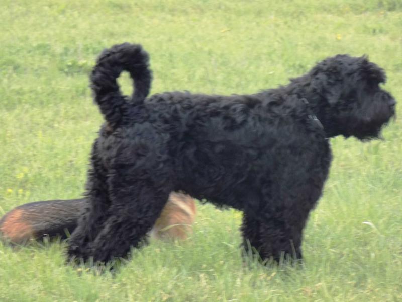ALFA (Saška) | Black Russian Terrier 