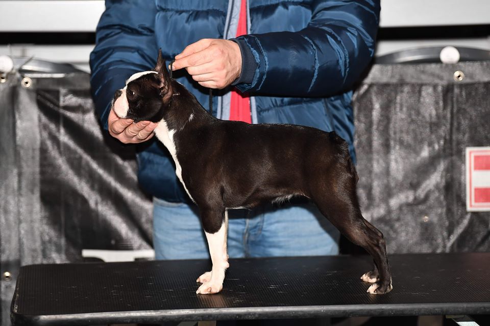 DOK'S PRIDE AVALON | Boston Terrier 