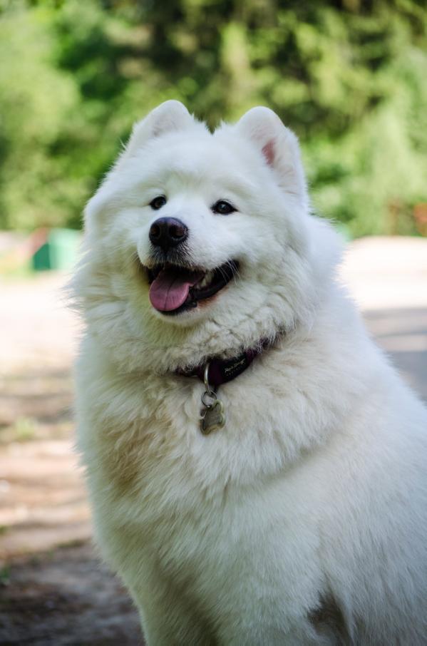 Kassiopeya Vilvarin Iz Moskovskoy Metely | Samoyed 