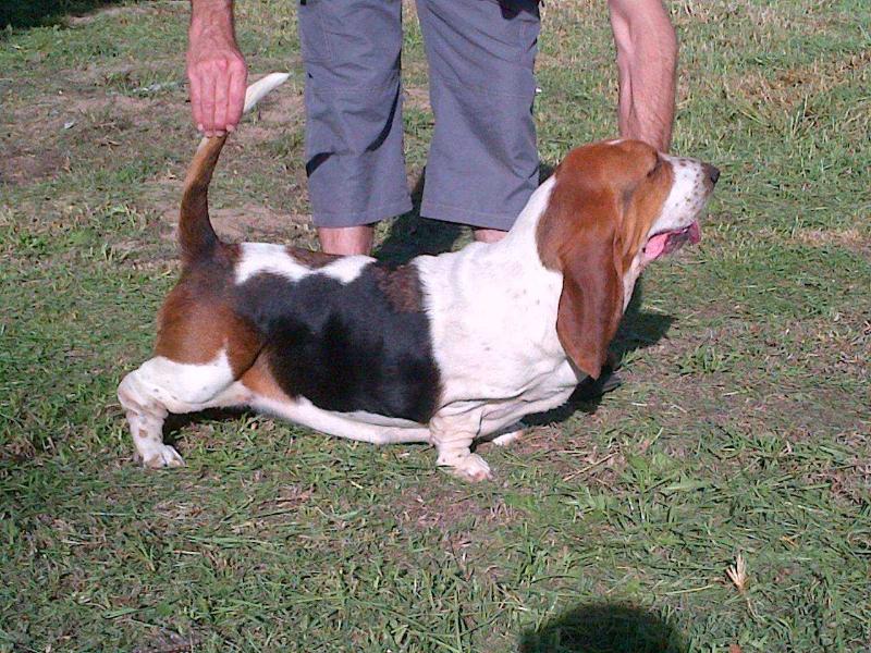 Tidalwaves Maggie-May | Basset Hound 