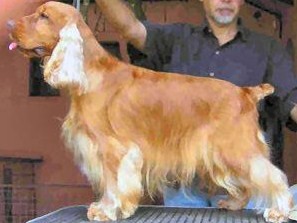 Okapy's Lole Junior | English Cocker Spaniel 