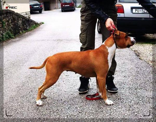 Vega No Limit AST | American Staffordshire Terrier 