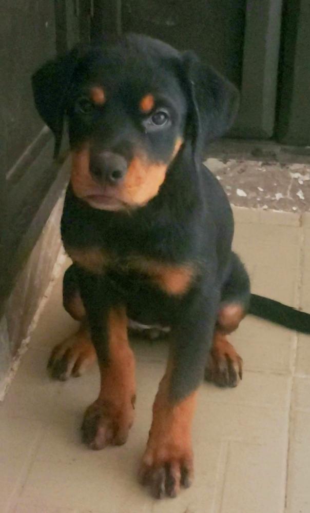 Darktans Evita | Rottweiler 