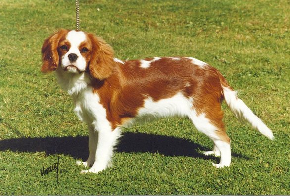 Toraylac Christabelle | Cavalier King Charles Spaniel 