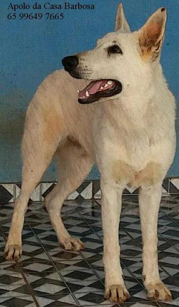 Apolo da Casa Barbosa | White Swiss Shepherd Dog 