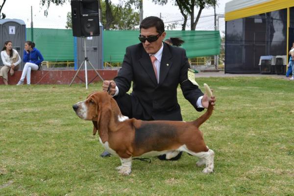 Lomarol hounds lennon | Basset Hound 