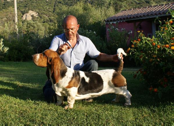 Cielito lindo di Terradorfili | Basset Hound 