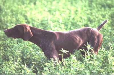 Sioux di Pra Capone | German Shorthaired Pointer 