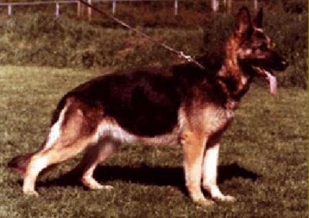 Arda vom Schutsen Stam | German Shepherd Dog 