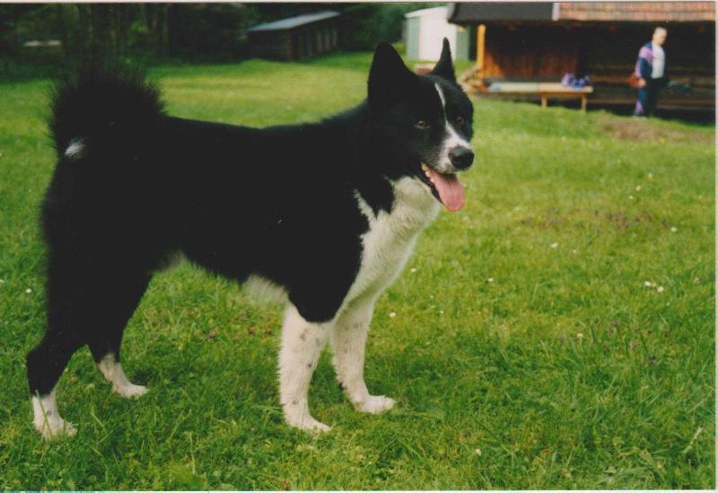 Bjornehusets MAYK | Karelian Bear Dog 