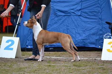 Red Icon's Catch A Fire | American Staffordshire Terrier 