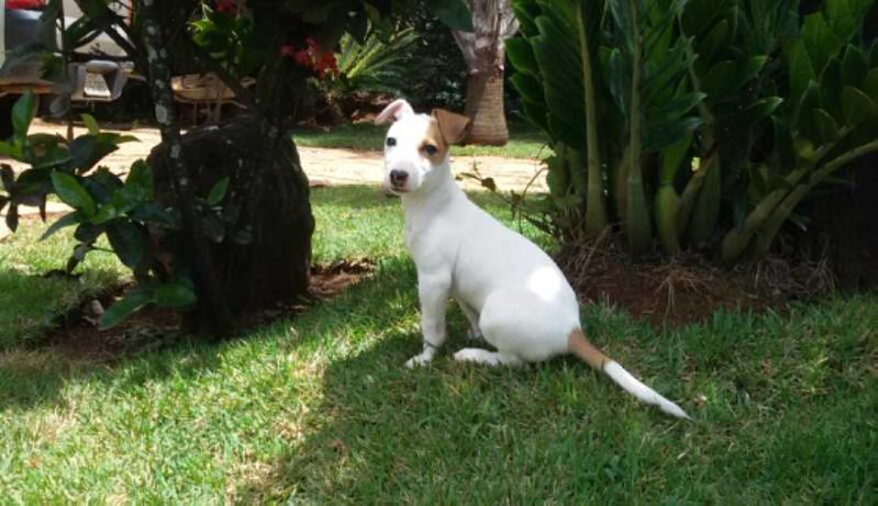 Senzalla Clubduchien Ayza (Lunna) | Jack Russell Terrier 