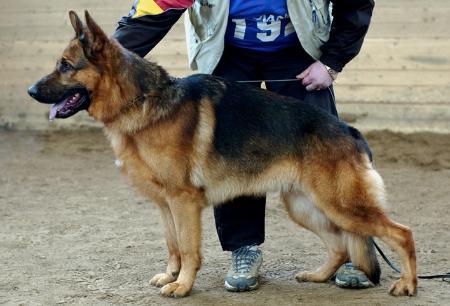 Kreislauf Enzo | German Shepherd Dog 