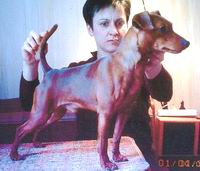 Boris van de Doelar | Miniature Pinscher 