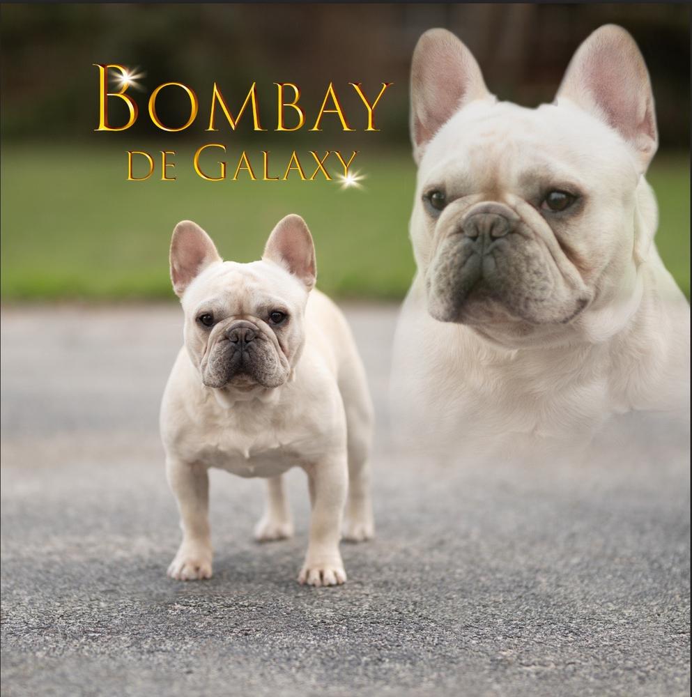 Bombay de Galaxy | French Bulldog 