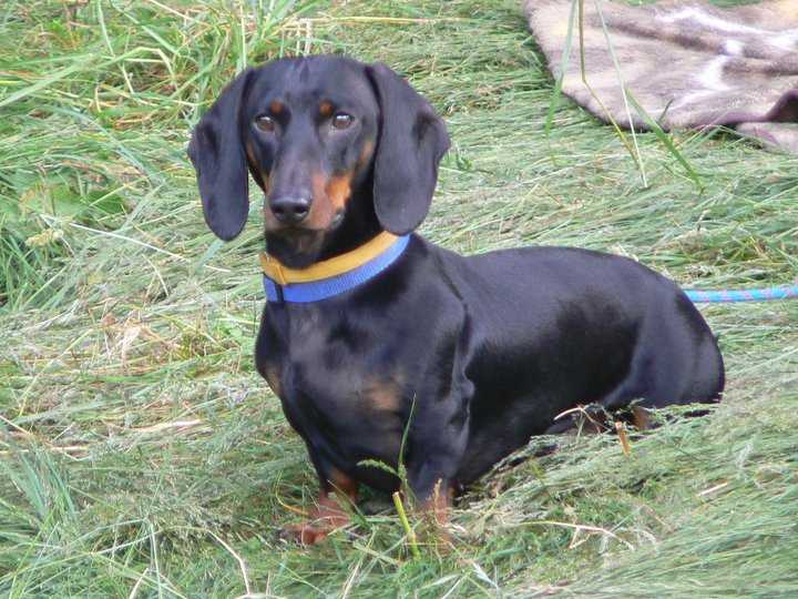 Garibaldi Da Casa Del Amore | Dachshund 