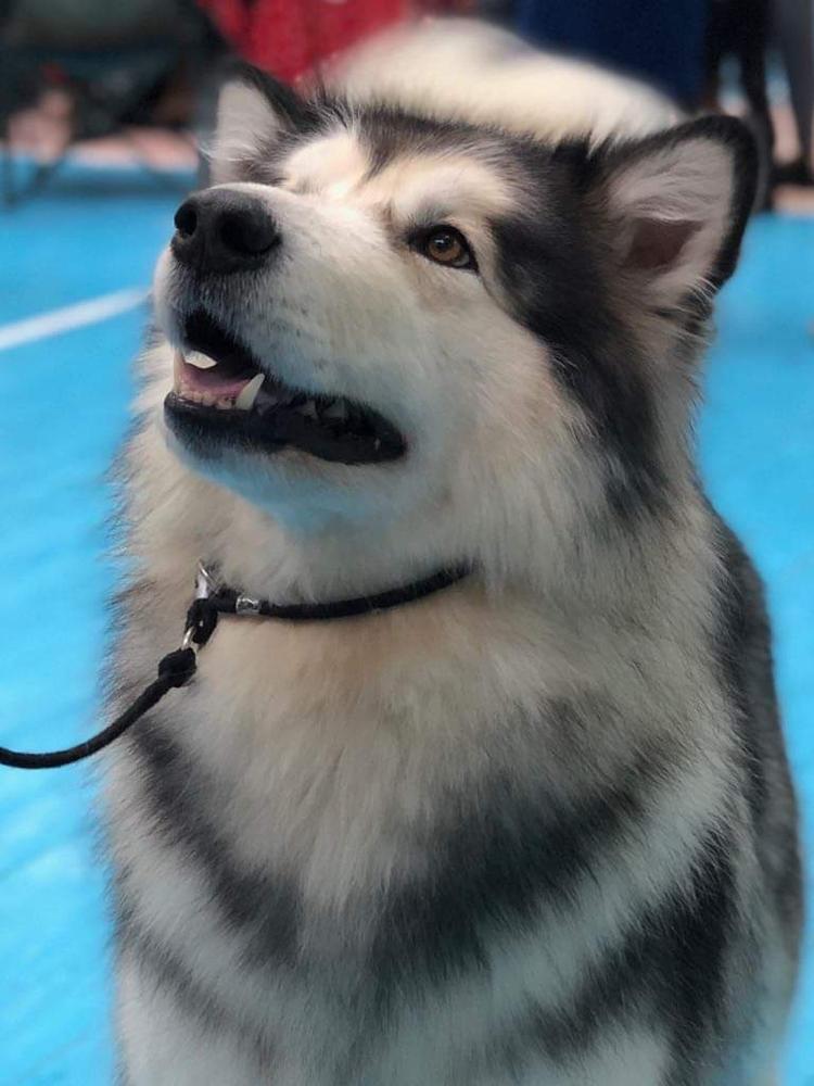 ZLATOMIRA | Alaskan Malamute 