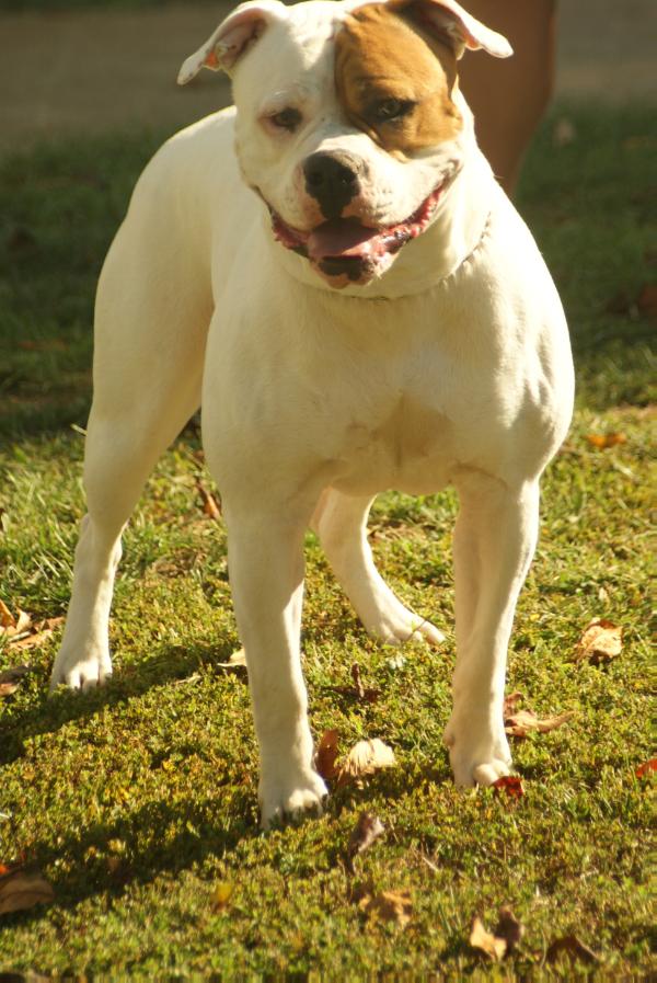 Metz's Samantha of Blevins | American Bulldog 