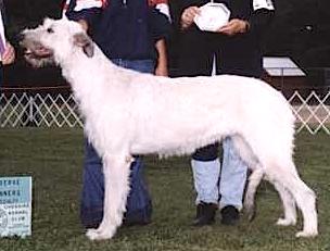 Kellcastle Starkeeper Vanilla | Irish Wolfhound 