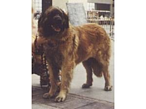 Maithee v. Lowenkraft | Leonberger 